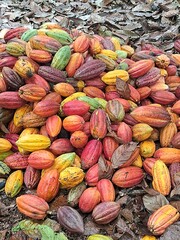 plantação e colheita de cacau no sul da bahia