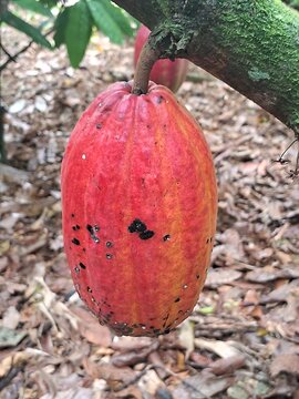 planta&ccedil;&atilde;o e colheita de cacau no sul da bahia