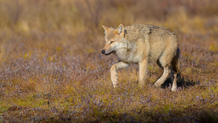 Young grey wolf (Canis lupus) in autumn