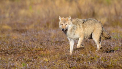 Young grey wolf (Canis lupus) in autumn