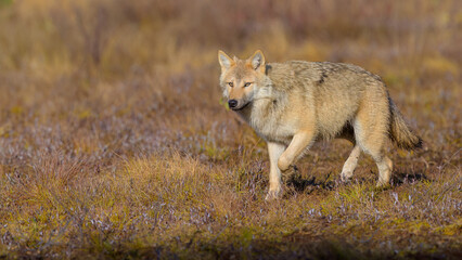Young grey wolf (Canis lupus) in autumn