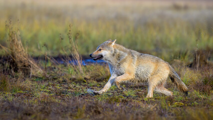 Young grey wolf (Canis lupus) in autumn