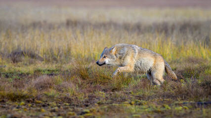 Young grey wolf (Canis lupus) in autumn