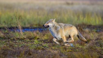 Young grey wolf (Canis lupus) in autumn