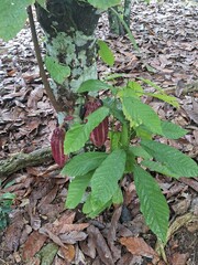 plantação e colheita de cacau no sul da bahia