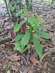 plantação e colheita de cacau no sul da bahia