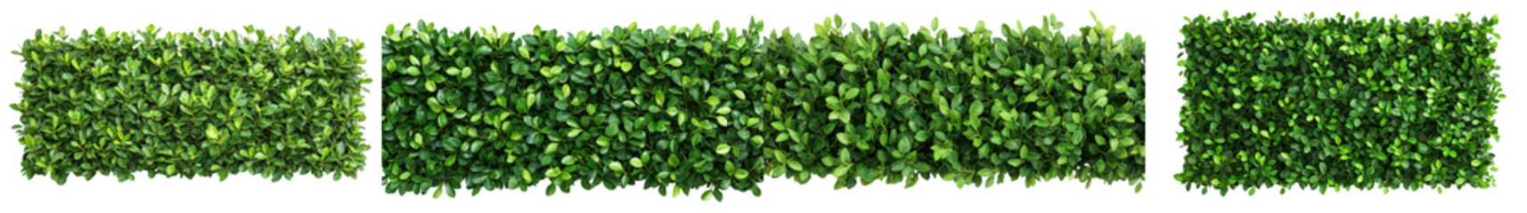 Fototapeta premium Lush Green Hedge Wall of Foliage and Leaves as Natural Decorative Backdrop