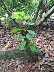 plantação e colheita de cacau no sul da bahia