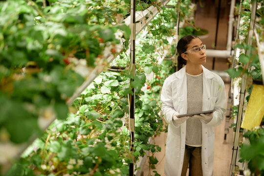 Woman wearing white lab coat inspecting hydroponic plant growth in controlled environment holding tablet. Looking at healthy green plants in vertical farming setup