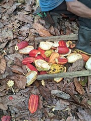 plantação e colheita de cacau no sul da bahia