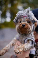 Dog Yorkie Gray Brown With Ponytail On Head Hairstyle Portrait