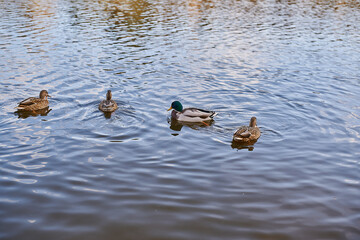 Ducks swim in the lake river many of them autumn sunny weather