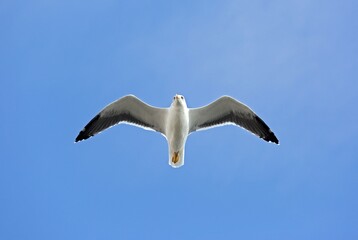 Obraz premium Yellow-legged gull (Larus michahellis) flying