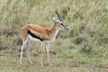 Thomson's gazelle (Eudorcas thomsonii), Lake Nakuru National Park, Kenya, Africa