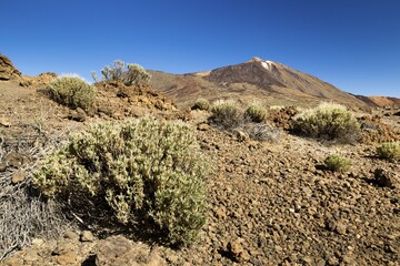 Vegetation, behind volcano Pico del Teide, Tenerife, Canary Islands, Spain, Europe