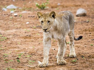 Young lion (Panthera leo), Okaukuejo, Etosha National Park, Namibia, Africa