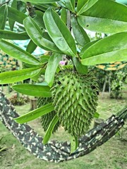 graviola ainda verde na gravioleira 