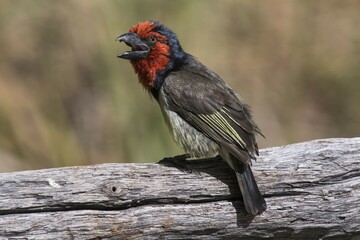 Black-collared barbet (Lybius torquatus) sitting on tree trunk, Moremi Game Reserve, Okavango Delta, Botswana, Africa