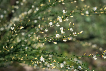 white blooming cytisus flower in springtime