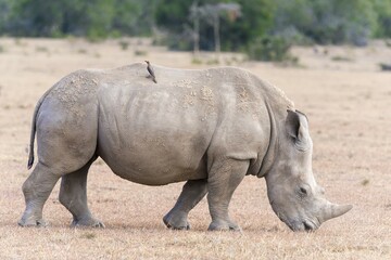 Fototapeta premium White Rhinoceros (Ceratotherium simum) with oxpecker (Buphagus sp.) on back, Ol Pejeta Reserve, Kenya, Africa