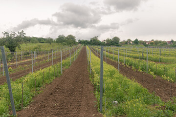 young vineyard bushes in spring nature