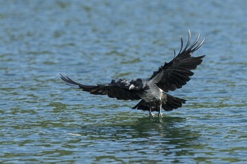 Carrion crow (Corvus corone) hunting over water, Mecklenburg-Western Pomerania, Germany, Europe