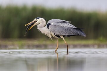 Grey heron (Ardea cinerea) with big fish in the beak, Bács-Kiskun, Hungary, Europe