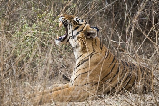Bengal Tiger (Panthera tigris tigris), yawning, Ranthambore National Park, Rajasthan, India, Asia