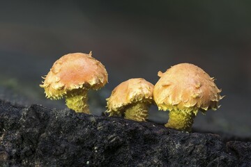 Flaming Pholiota (Pholiota flammans) on deadwood, inedible, Syddanmark, Denmark, Europe