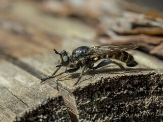Asilidae, assassin fly, robber fly (choerades fimbriata), Saxony-Anhalt, Germany, Europe