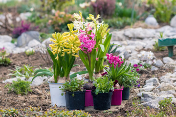 colorful hyacinth flowers in flower pots in box prepared to be planted into the garden