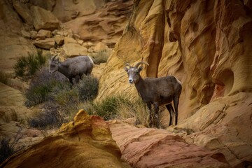 Desert bighorn sheeps (Ovis canadensis nelsoni), Alttiere climb between red sandstone rocks, Rainbow Vista, Valley of Fire State Park, Nevada, USA, North America