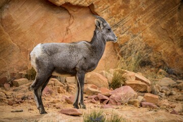 Naklejka premium Desert bighorn sheep (Ovis canadensis nelsoni), young animal standing in front of red sandstone rocks, Rainbow Vista, Valley of Fire State Park, Nevada, USA, North America