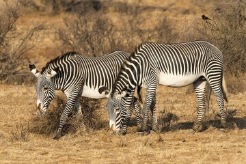 Obraz premium Grévy's zebras (Equus grevyi), grazing, Samburu National Reserve, Kenya, Africa
