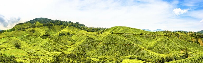 Tea plantations, Cameron Highlands, Tanah Tinggi Cameron, Malaysia, Asia