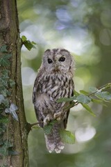 Tawny owl (Strix aluco), captive, Vulkaneifel, Germany, Europe