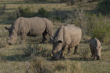 Fototapeta premium Grazing White Rhinoceroses (Ceratotherium simum) with young rhino, Soutpansberg, South Africa, Africa