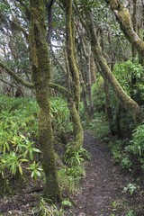 Trail through mossy trees in the laurel forest, Garajonay National Park, La Gomera, Canary Islands, Spain, Europe