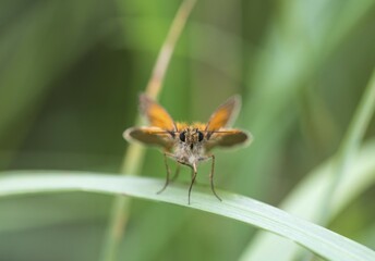 Small skipper (Thymelicus flavus), Rüsselsheim Stadtwald, Hesse, Germany, Europe