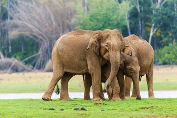 Fototapeta premium Family of Asian elephants or Indian elephants (Elephas maximus), Kabini River, Nagarhole National Park, Karnataka, India, Asia