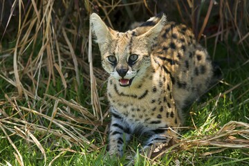 Serval (Leptailurus serval) hissing, 2 years, Africa, captive