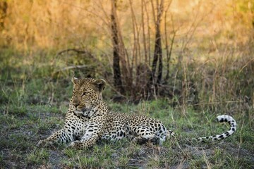 Leopard (Panthera pardus) male, Sabie Sands Game Reserve, South Africa, Africa