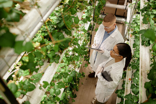 Scientists in lab coats are inspecting hydroponic plants in a vertical garden. They are involved in scientific research and note-taking using tablets in a greenhouse environment
