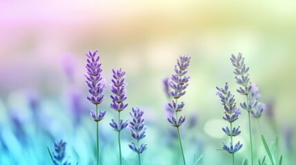 Naklejka premium Delicate Lavender Blooms in a Pastel Dream