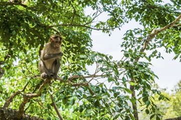 Rhesus macaque (Macaca mulatta) sitting on branch, Mudumalai National Park and Wildlife Sanctuary, Tamil Nadu, India, Asia