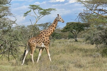 Rothschild's giraffe (Giraffa camelopardalis camelopardis) walking in bushland, Lake Nakuru National Park, Kenya, Africa