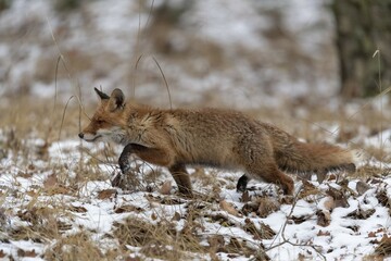 Red fox (Vulpes vulpes), running in snowy forest, captive, Czech Republic, Europe