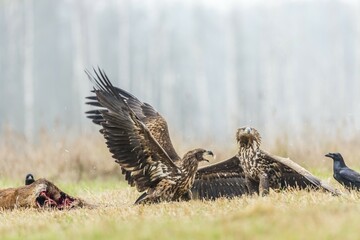 Two young eagle (Haliaeetus albicilla), fighting on the ground, with ravens (Corvus corax) with dead deer, Masuria, Poland, Europe