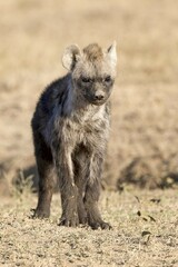 Fototapeta premium Spotted hyena (Crocuta crocuta), young, Ol Pejeta Conservancy, Kenya, Africa