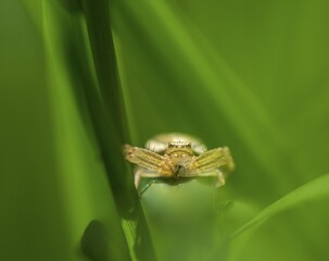 Brown crab spider (Xysticus cristatus) lurking, Rüsselsheim am Main, Hesse, Germany, Europe